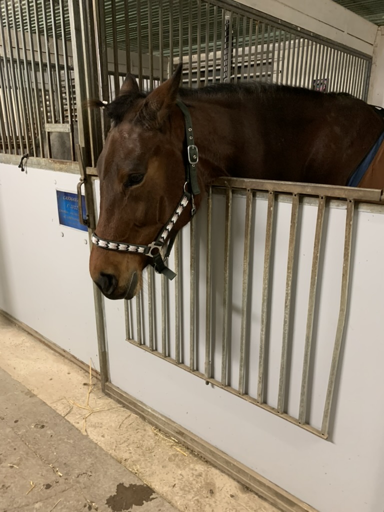 Häst i böjt spår på ridbana