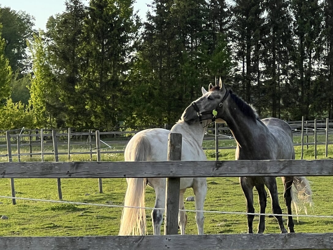 Dressyrhäst arbetar i böjt spår